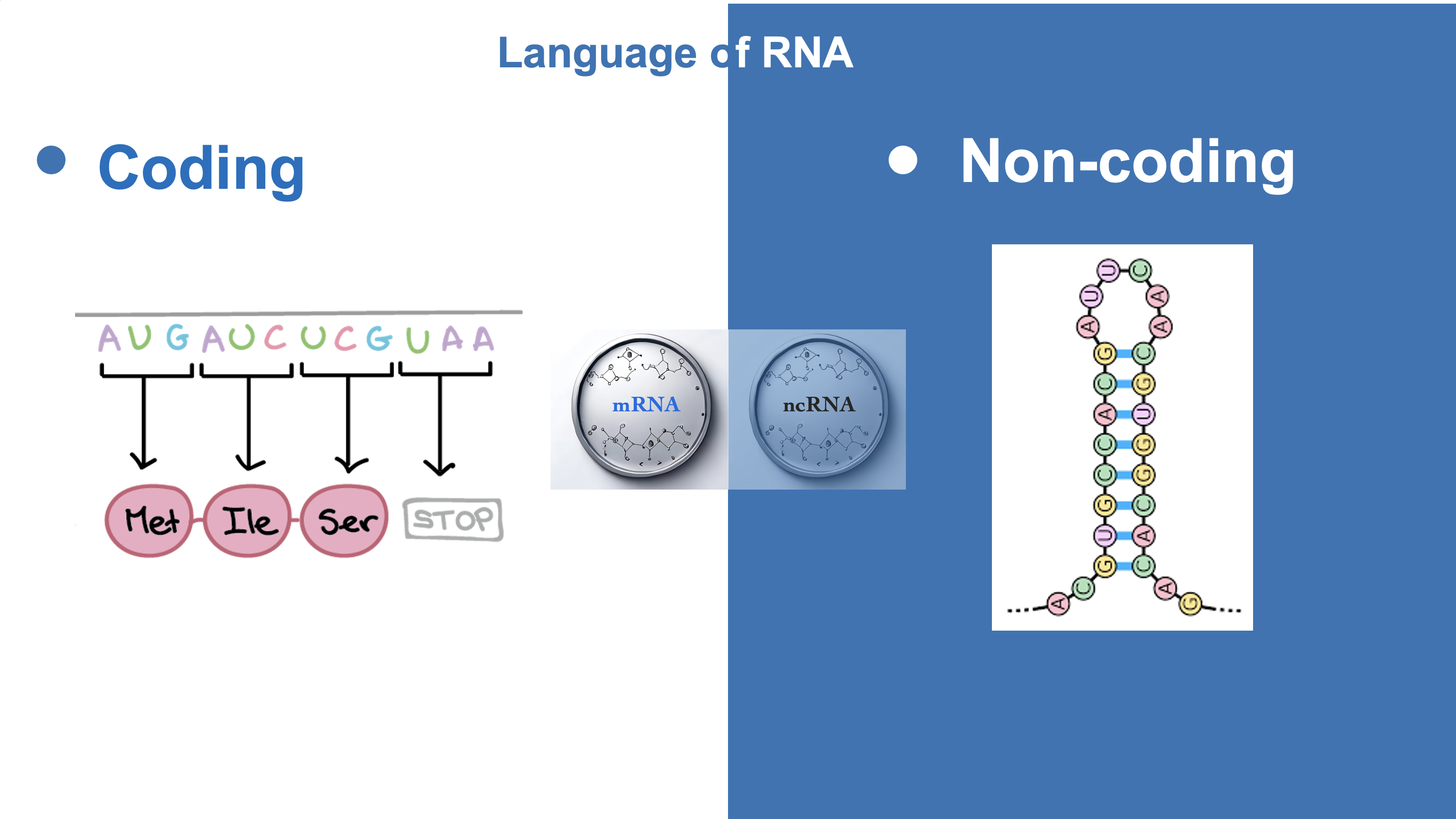 Coding and non-coding RNA