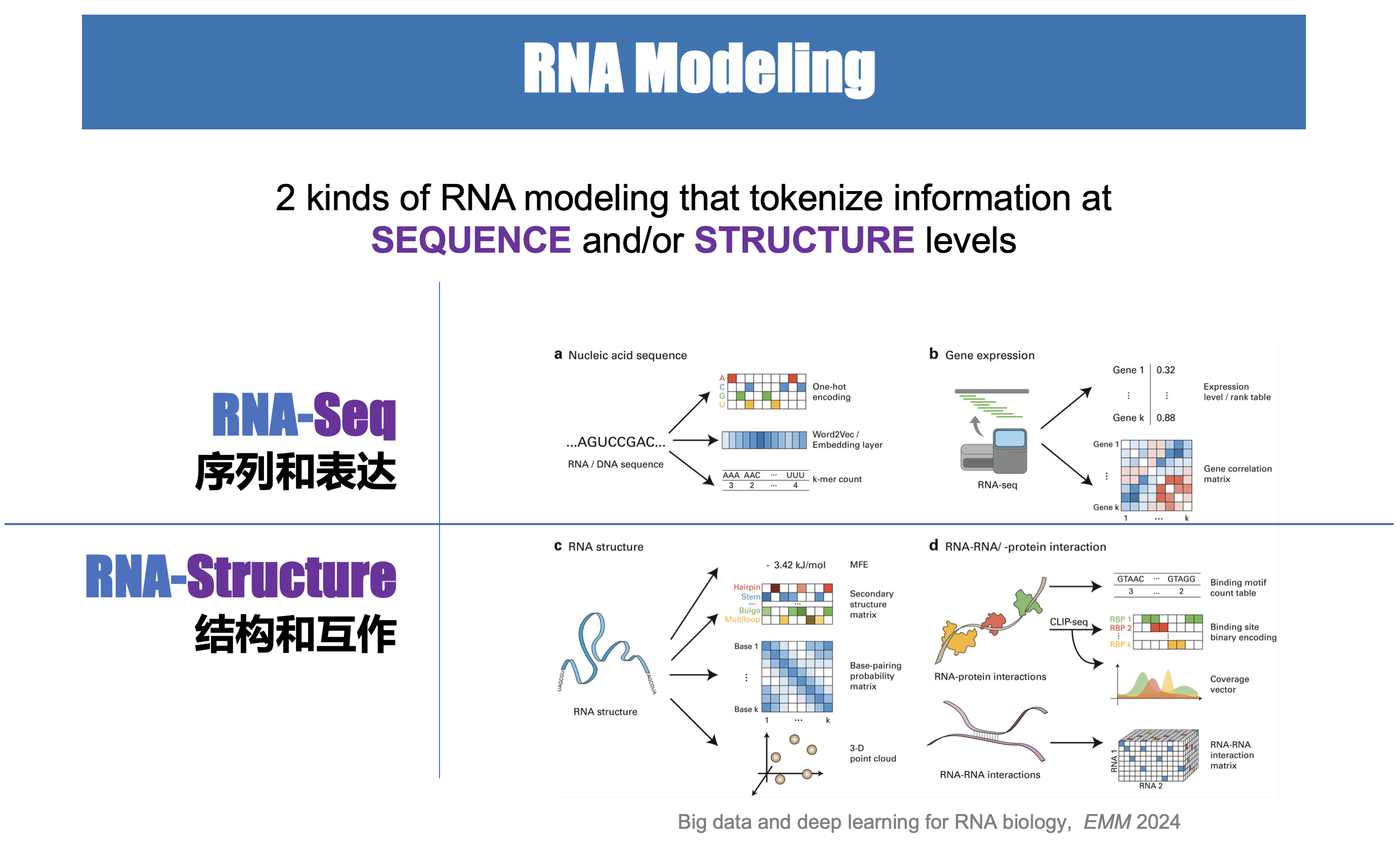 RNA modeling